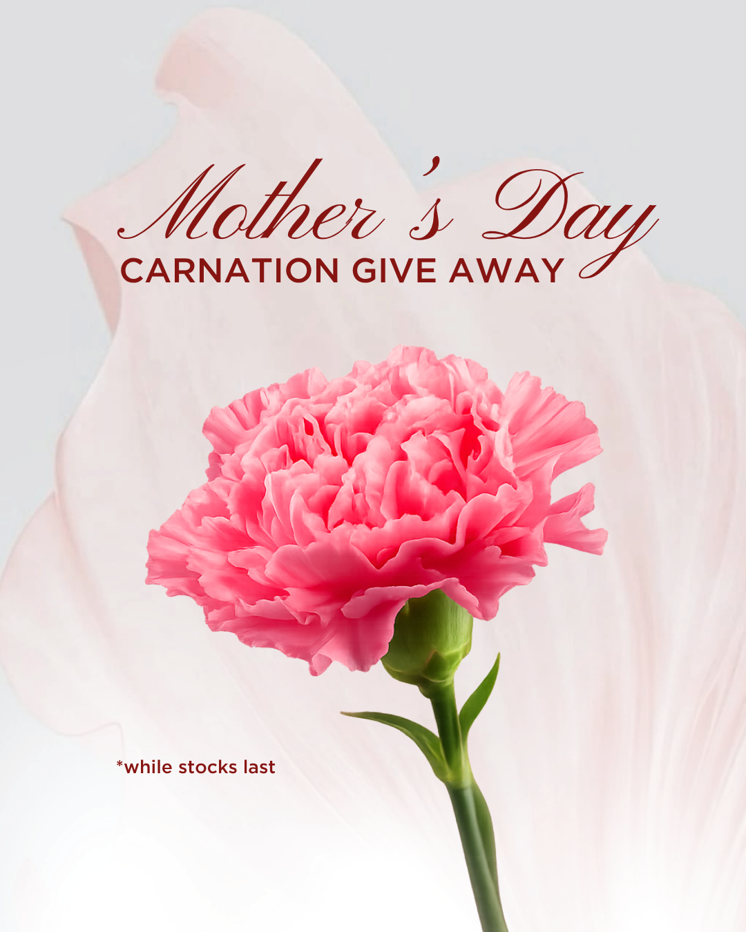 MOT 2026 CARNATION